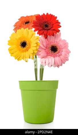 Gerberas-Blüten in Vase isoliert auf weißem Hintergrund Stockfoto