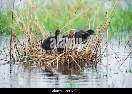 Nestling, Provinz La Pampa, Patagonien, Argentinien. Stockfoto