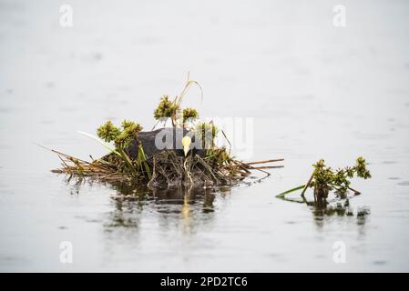 Nestling, Provinz La Pampa, Patagonien, Argentinien. Stockfoto