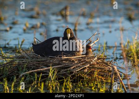 Nestling, Provinz La Pampa, Patagonien, Argentinien. Stockfoto