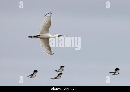 Eurasian Spoonbill (Platalea leucorodia) Cley Norfolk GB UK März 2023 Stockfoto