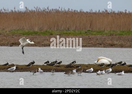 Eurasian Spoonbill (Platalea leucorodia) Cley Norfolk GB UK März 2023 Stockfoto