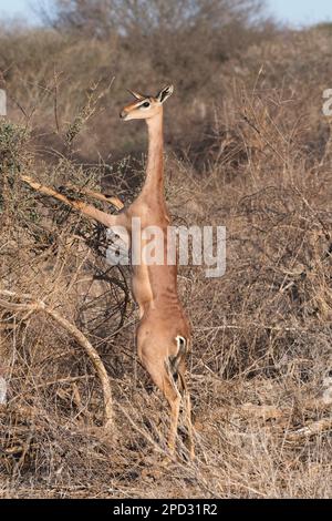 Weibliche Gerenuk (Litocranius walleri) leckt nach dem Füttern, während sie auf ihren Hinterbeinen steht, ihre Nase und sucht nach Gefahren Stockfoto