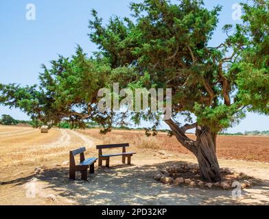 Der berühmte alte Wacholderbaum der Liebenden in der Nähe von Ayia Napa auf Zypern. Liebesbaum und zwei Holzbänke im Schatten für Dating oder Entspannung im Capo Greco National Stockfoto