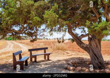 Der berühmte alte Wacholderbaum der Liebenden in der Nähe von Ayia Napa auf Zypern. Liebesbaum und zwei Holzbänke im Schatten für Dating oder Entspannung im Capo Greco National Stockfoto