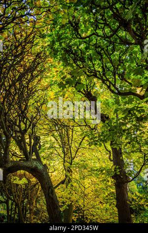 Im Herbstpark werden bei Sonnenuntergang lebhafte Bäume in Grün- und Gelbtönen gepflanzt. Stockfoto