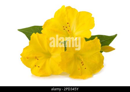 Gelbe vier-Uhr-Blumen isoliert auf weißem Hintergrund Stockfoto