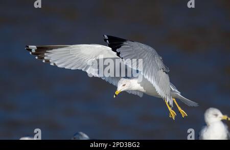 Eine majestätische Möwe mit Ringelschnabel schwingt über einem See. Stockfoto