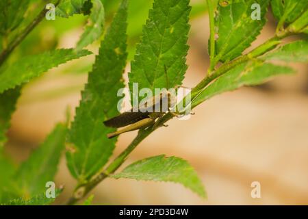 Braune Heuschrecken auf den Blättern. Stockfoto