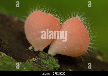 Cookeina Sulcipes, Pilzbecher, ROSA BRANDBECHER auf trockenem Holz, frisch gefärbt, nicht essbar. Stockfoto