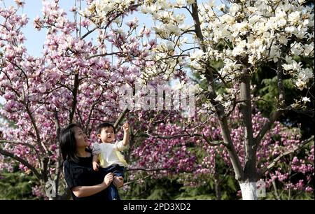 XI'an, Chinas Provinz Shaanxi. 14. März 2023. Touristen genießen die Frühlingslandschaft im Daming Palace National Heritage Park in Xi'an, Nordwesten Chinas Provinz Shaanxi, 14. März 2023. Kredit: Liu Xiao/Xinhua/Alamy Live News Stockfoto