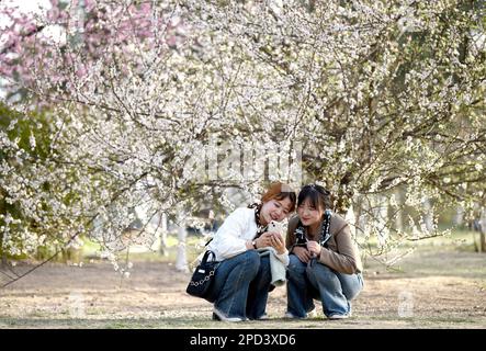 XI'an, Chinas Provinz Shaanxi. 14. März 2023. Frauen genießen die Frühlingslandschaft im Daming Palace National Heritage Park in Xi'an, Nordwesten Chinas Provinz Shaanxi, 14. März 2023. Kredit: Liu Xiao/Xinhua/Alamy Live News Stockfoto