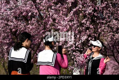 XI'an, Chinas Provinz Shaanxi. 14. März 2023. Im Daming Palace National Heritage Park in Xi'an, der Provinz Shaanxi im Nordwesten Chinas, am 14. März 2023 können Frauen blühende Fotos machen. Kredit: Liu Xiao/Xinhua/Alamy Live News Stockfoto