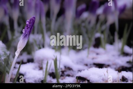 Eine Nahaufnahme einer Krokusknospe vor dem verschwommenen Hintergrund des Schnees. Frühling. Stockfoto