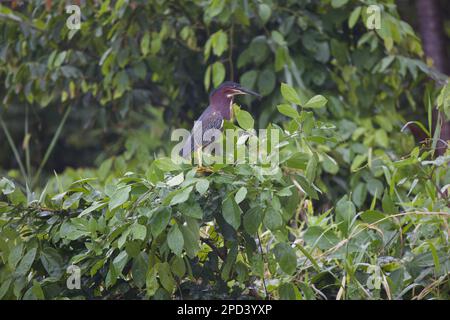 Ein grüner Reiher auf einem Ast mit üppigem Grün. Butoride virescens. Stockfoto