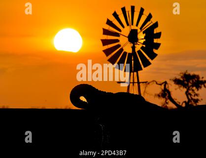 Krüger National Park, Südafrika Stockfoto