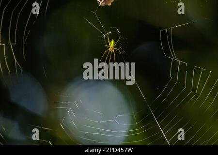 Spinnen im Netz sind in immergrünen Wäldern weit verbreitet. Die Spinnen bauen Netze, um Tiere für Nahrung zu fangen. Stockfoto