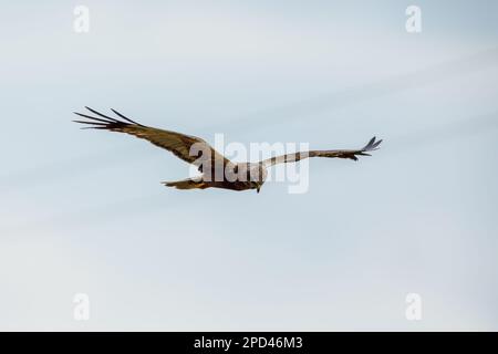 Eine Sumpfweihe auf dem Flug Stockfoto