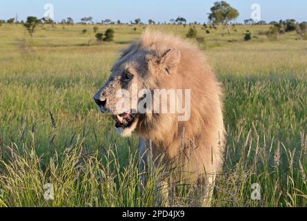 Krüger National Park, Südafrika Stockfoto