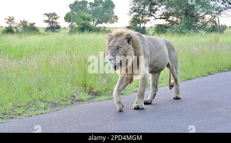 Krüger National Park, Südafrika Stockfoto