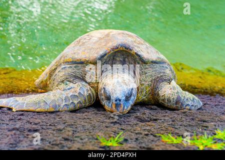 Ein friedlicher Moment, den eine hawaiianische grüne Meeresschildkröte am Strand eingefangen hat, mit dem ruhigen grünen Wasser im Hintergrund. Stockfoto