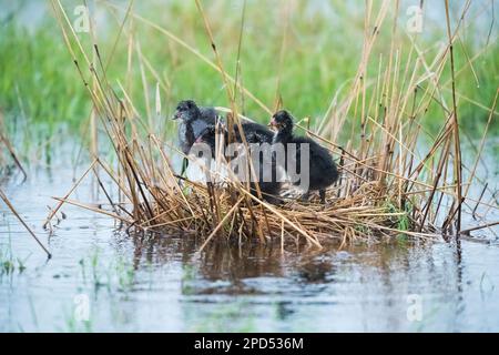 Nestling, Provinz La Pampa, Patagonien, Argentinien. Stockfoto