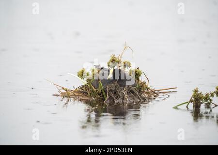 Weiße geflügelte Muschi Nisting, La Pampa, Argentinien Stockfoto