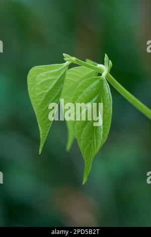 Makroansicht aus nächster Nähe mit neuen Blättern, Sprossen von Pflanze im selektiven Fokus mit unscharfem natürlichen Gartenhintergrund, neuem Leben oder Beginn Stockfoto