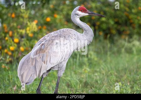 Sandhill Crane (Grus canadensis) wandert durch einen Orangenhain am Showcase of Citrus in Clermont, Florida, südwestlich von Orlando. (USA) Stockfoto