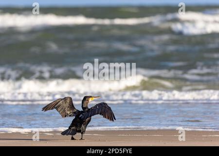 Der große Kormoran (Phalacrocorax carbo) breitet seine Flügel am Strand von Juist, Ostfriesische Inseln, Deutschland aus. Stockfoto