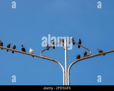 Tauben auf einem Laternenpfahl in TG Balai, Indonesien Stockfoto