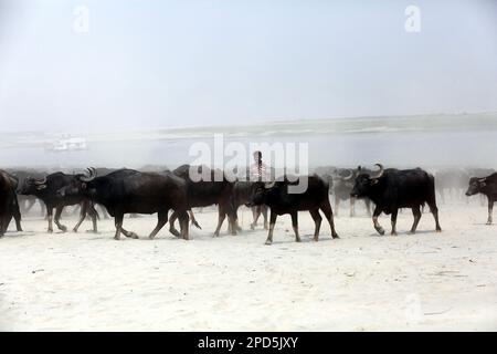 Dhaka, Bangladesch. 27. Februar 2023. Luftaufnahme der Buffalo Company auf einer Flussinsel am Jamuna River in Bogra Bangladesch am 14. März 2023. Die Viehzucht hat sich in Bangladesch in jüngster Zeit zu einem wirtschaftlich lebensfähigen Sektor entwickelt. Seit den neunziger Jahren des letzten Jahrhunderts interessieren sich lokale Unternehmer für die Viehzucht. Kredit: Abaca Press/Alamy Live News Stockfoto