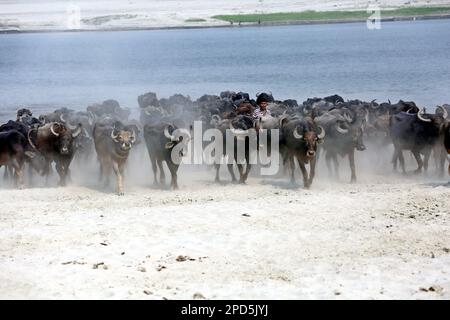 Dhaka, Bangladesch. 27. Februar 2023. Luftaufnahme der Buffalo Company auf einer Flussinsel am Jamuna River in Bogra Bangladesch am 14. März 2023. Die Viehzucht hat sich in Bangladesch in jüngster Zeit zu einem wirtschaftlich lebensfähigen Sektor entwickelt. Seit den neunziger Jahren des letzten Jahrhunderts interessieren sich lokale Unternehmer für die Viehzucht. Kredit: Abaca Press/Alamy Live News Stockfoto