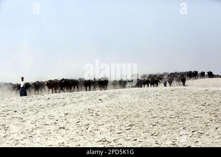 Dhaka, Bangladesch. 27. Februar 2023. Luftaufnahme der Buffalo Company auf einer Flussinsel am Jamuna River in Bogra Bangladesch am 14. März 2023. Die Viehzucht hat sich in Bangladesch in jüngster Zeit zu einem wirtschaftlich lebensfähigen Sektor entwickelt. Seit den neunziger Jahren des letzten Jahrhunderts interessieren sich lokale Unternehmer für die Viehzucht. Kredit: Abaca Press/Alamy Live News Stockfoto