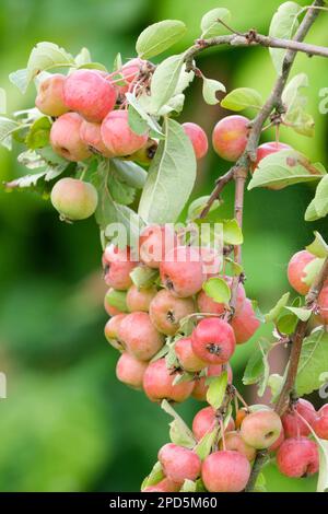 Krabbenapfel Evereste, Malus Perpetu, Milchbaum, kleine rote, gerötete orange-gelbe Früchte auf dem Baum Stockfoto