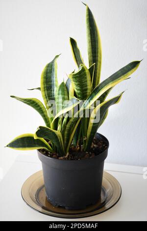 Sansevieria (Dracaena) trifasciata laurentii, auch bekannt als Schlangenpflanze oder Monther-in-Law-Zunge. Hauspflanze mit linear-lanceolatgrünen und gelben Blättern. Stockfoto