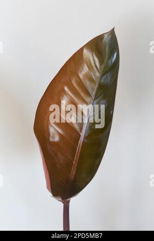 Philodendron rojo kongo Hauspflanze, eine Mischung aus kaiserlichem Rot und Tatei. Ein neues Blatt entfaltet sich, isoliert auf weißem Hintergrund. Hochformat. Stockfoto