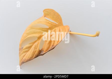 Einzelne tote Blätter aus Monstera adansonii (schweizer Käsepflanze). Das Blatt ist gelb, mit Löchern (Perforationen) und isoliert auf weißem Hintergrund. Stockfoto