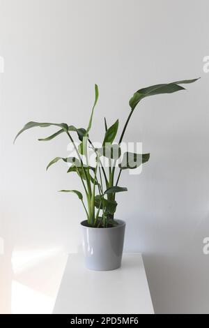 Strelitzia nicolai, auch bekannt als Paradiesvogel, Hauspflanze mit großen grünen Blättern, isoliert auf weißem Hintergrund in einem grauen Topf. Hochformat. Stockfoto