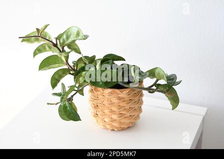 Hoya carnosa 'krinkle 8' Hauspflanze, isoliert auf weißem Hintergrund, in Landschaftsausrichtung. Stockfoto