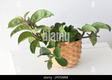 Hoya carnosa 'krinkle 8' Hauspflanze, isoliert auf weißem Hintergrund, in Landschaftsausrichtung. Stockfoto