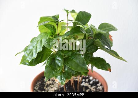 Kaffeepflanze, Coffea arabica, in einem Terrakotta-Topf, isoliert auf weißem Hintergrund. Hauspflanze mit grünen Blättern. Querformat. Stockfoto