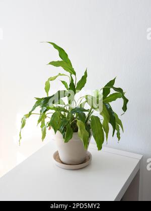 Friedenslilie, Gattung Spathiphyllum, gewöhnliche Hauspflanze mit grünen Blättern. Pflanze in einem Cremetopf, isoliert auf weißem Hintergrund. Hochformat. Stockfoto