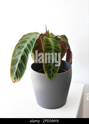 Goeppertia warscewiczii, alias Dschungelsamt calathea, grüne und lila Hauspflanze in einem grauen Topf. Isoliert auf weißem Hintergrund, Hochformat. Stockfoto