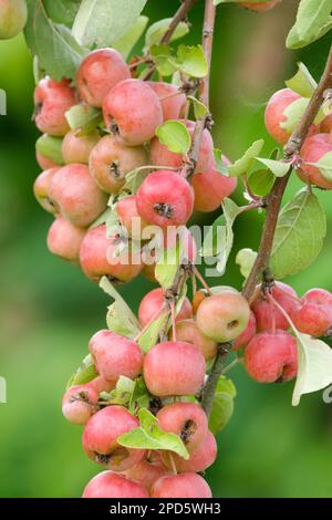 Krabbenapfel Evereste, Malus Perpetu, blühender Krabbenapfel, Laubbaum, kleine rote, gerötete orange-gelbe Früchte auf dem Baum Stockfoto