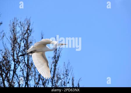 Ein großer Reiher schwingt durch die Luft über eine Gruppe von Bäumen und bietet eine atemberaubende visuelle Darstellung Stockfoto