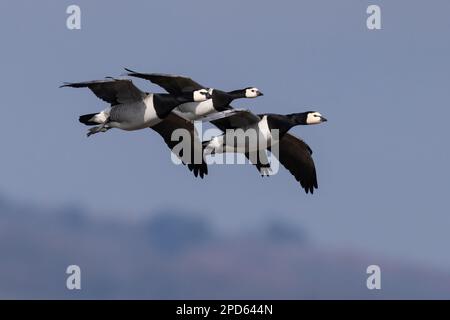 Drei Barnacle-Gänse im Flug Stockfoto