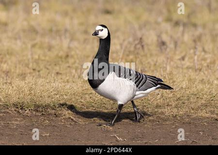 Barnacle Goose: Spaziergang am Seeufer Stockfoto
