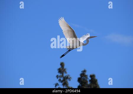 Ein großer Reiher schwingt durch die Luft über eine Gruppe von Bäumen und bietet eine atemberaubende visuelle Darstellung Stockfoto