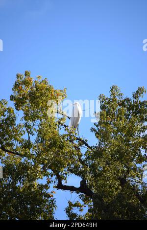 Ein großer Reiher schwingt durch die Luft über eine Gruppe von Bäumen und bietet eine atemberaubende visuelle Darstellung Stockfoto